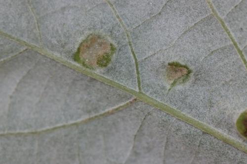 Phytoptus tetratrichus